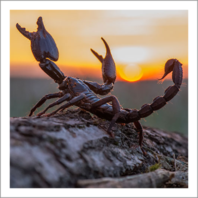 Scorpion-God-1080-1-600x600.png